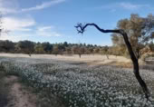 Terreno no urbanizable en venta en la España, Ascó, ref: TR301450 foto