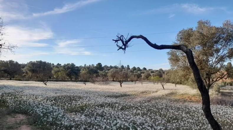 Murcia - Cieza - 5497m2