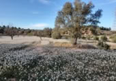 Terreno no urbanizable en venta en la España, Ascó, ref: TR301450 foto