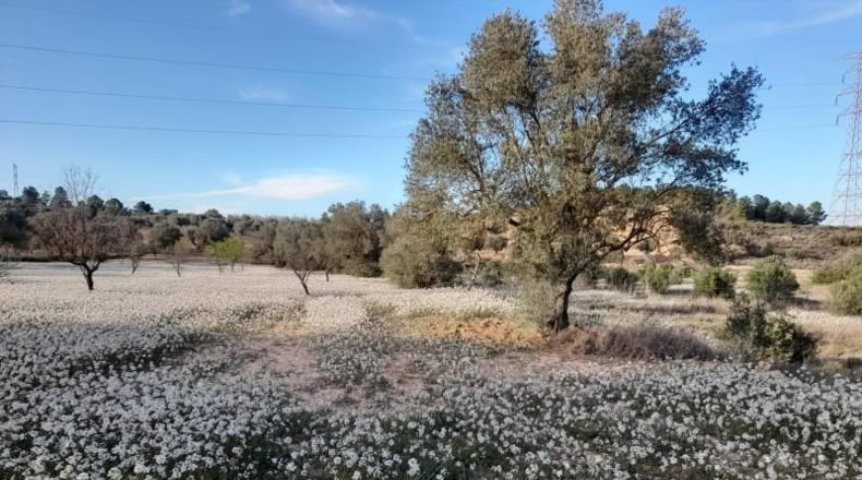 Murcia - Cieza - 5497m2