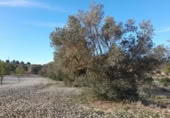 Terreno no urbanizable en venta en la España, Ascó, ref: TR301450 foto