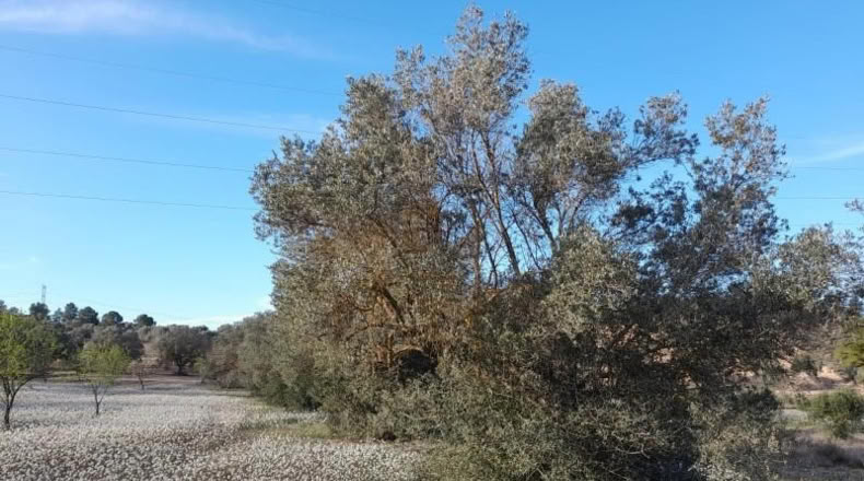 Murcia - Cieza - 5497m2