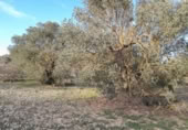 Terreno no urbanizable en venta en la España, Ascó, ref: TR301450 foto
