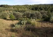 Non-developable land for sale on España, la Torre de l'Espanyol, ref: TR301400 photo