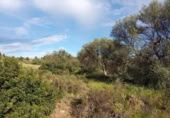 Non-developable land for sale on España, la Torre de l'Espanyol, ref: TR301400 photo