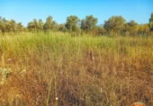 Terreny no urbanitzable en venda a la España, Ulldecona, ref.: TR315018 foto