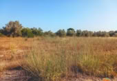 Terreny no urbanitzable en venda a la España, Ulldecona, ref.: TR315018 foto