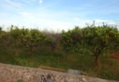 Terreny no urbanitzable en venda a la España, Vila-real, ref.: TR300427 foto