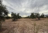 Terreno no urbanizable en venta en la España, Bollullos Par del Condado, ref: TR341606 foto