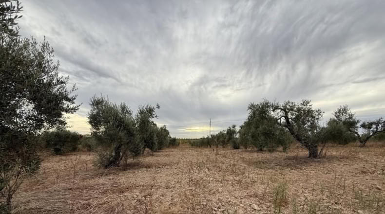 Huelva - Bollullos Par del Condado - 5743m2