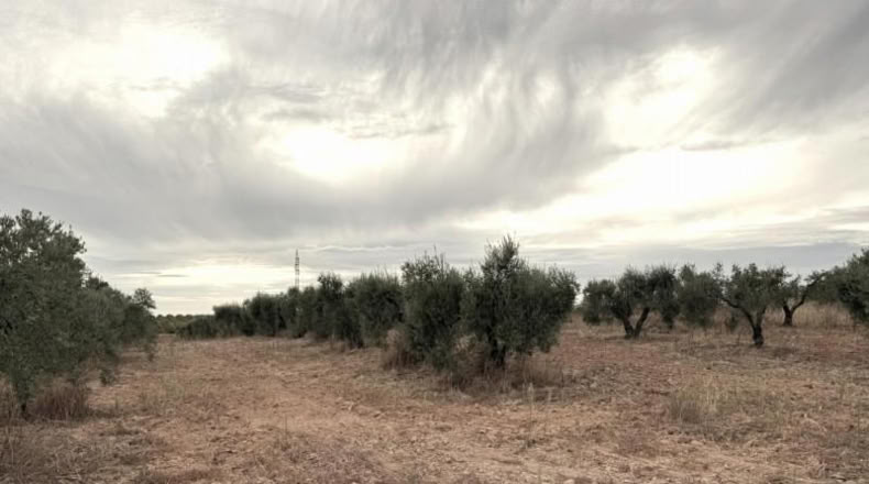 Huelva - Bollullos Par del Condado - 5743m2