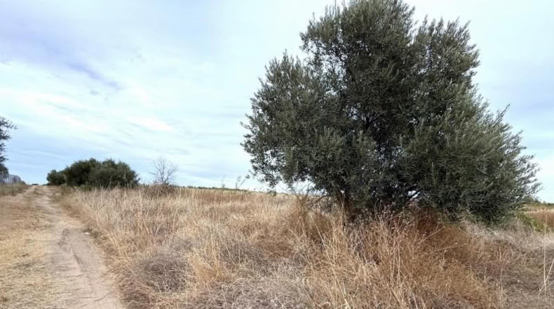 Huelva - Bollullos Par del Condado - 5743m2