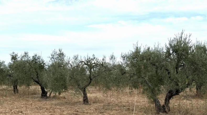 Huelva - Bollullos Par del Condado - 5743m2