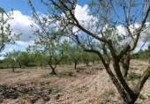 Terreno no urbanizable en venta en la España, Benlloc, ref: TR295759 foto