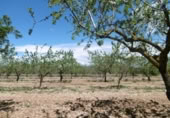 Terreno no urbanizable en venta en la España, Benlloc, ref: TR295759 foto