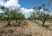 Terreno no urbanizable en venta en la España, Benlloc, ref: TR295759 foto