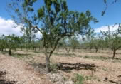 Terreno no urbanizable en venta en la España, Benlloc, ref: TR295759 foto