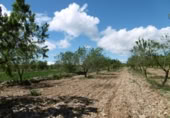 Terreno no urbanizable en venta en la España, Benlloc, ref: TR295759 foto
