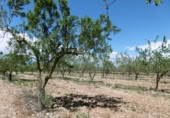 Terreno no urbanizable en venta en la España, Benlloc, ref: TR295759 foto