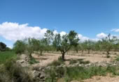 Terreno no urbanizable en venta en la España, Benlloc, ref: TR295759 foto