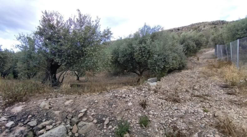 Murcia - Calasparra - 1500m2