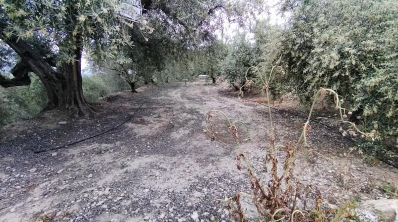 Murcia - Calasparra - 1500m2
