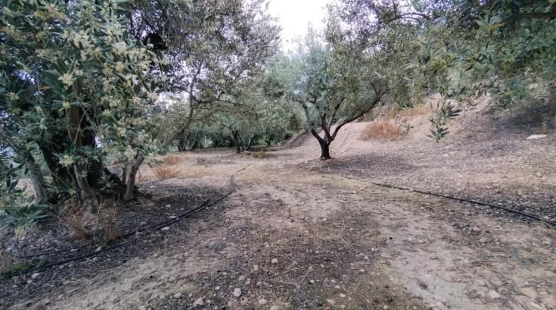 Murcia - Calasparra - 1500m2