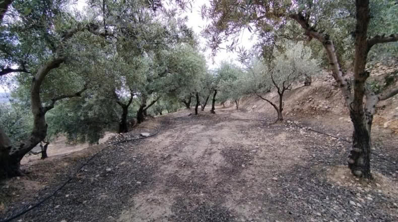 Murcia - Calasparra - 1500m2