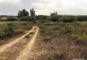 Terreno no urbanizable en venta en la España, Bollullos Par del Condado, ref: TR332114 foto