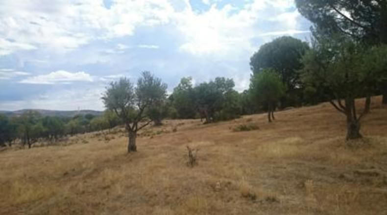 Comunidad de Madrid - Pelayos de la Presa - 3200m2