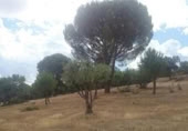 Terreno no urbanizable en venta en la España, Pelayos de la Presa, ref: TR231705 foto