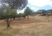 Terreno no urbanizable en venta en la España, Pelayos de la Presa, ref: TR231705 foto