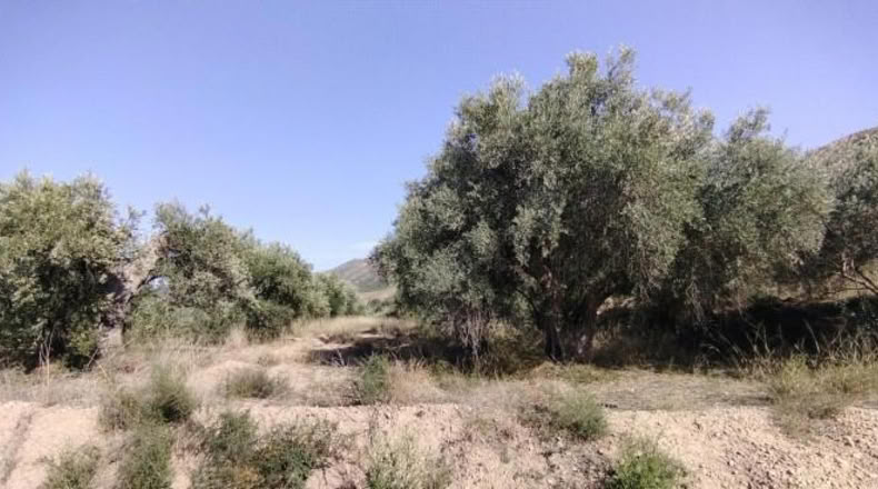 Murcia - Calasparra - 1600m2