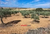 Non-developable land for sale on España, La Granjuela, ref: TR296649 photo