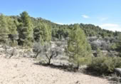 Detached villa with land for sale on España, Fuentespalda, ref: TR315770 photo