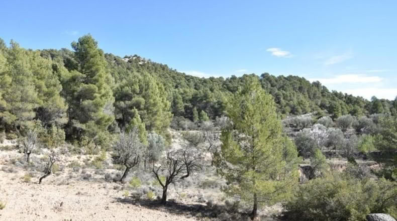 Teruel - Fuentespalda - 27505m2