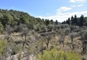 Detached villa with land for sale on España, Fuentespalda, ref: TR315770 photo