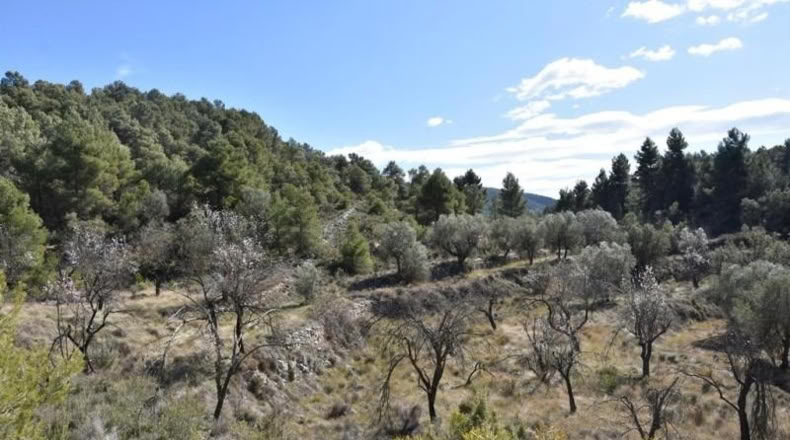 Teruel - Fuentespalda - 27505m2