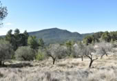 Detached villa with land for sale on España, Fuentespalda, ref: TR315770 photo