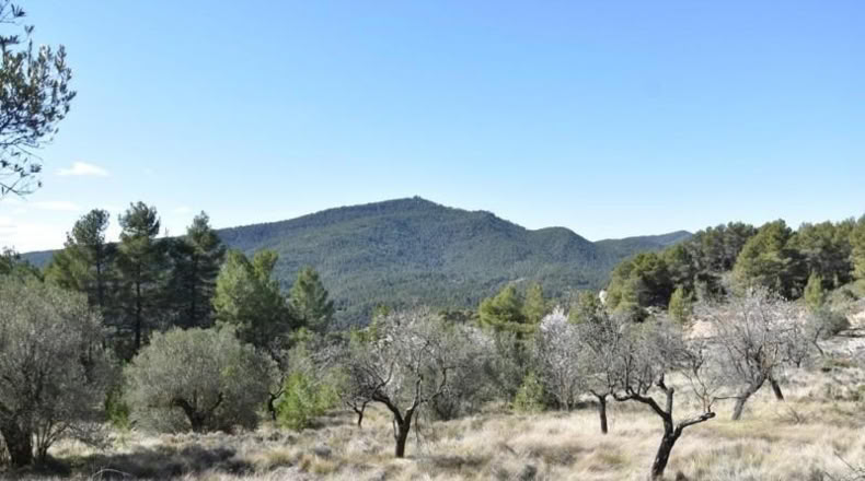 Teruel - Fuentespalda - 27505m2