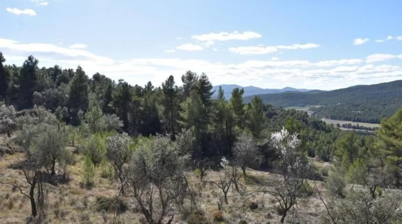 Teruel - Fuentespalda - 27505m2