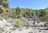 Detached villa with land for sale on España, Fuentespalda, ref: TR315770 photo