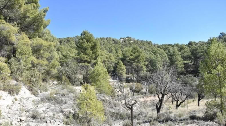 Teruel - Fuentespalda - 27505m2