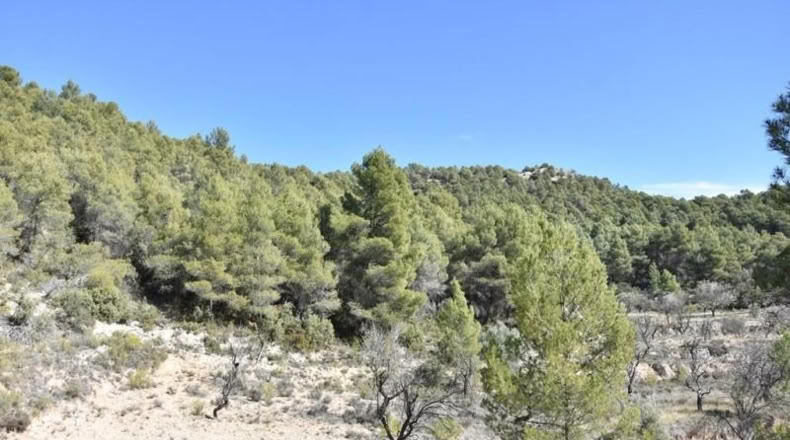 Teruel - Fuentespalda - 27505m2