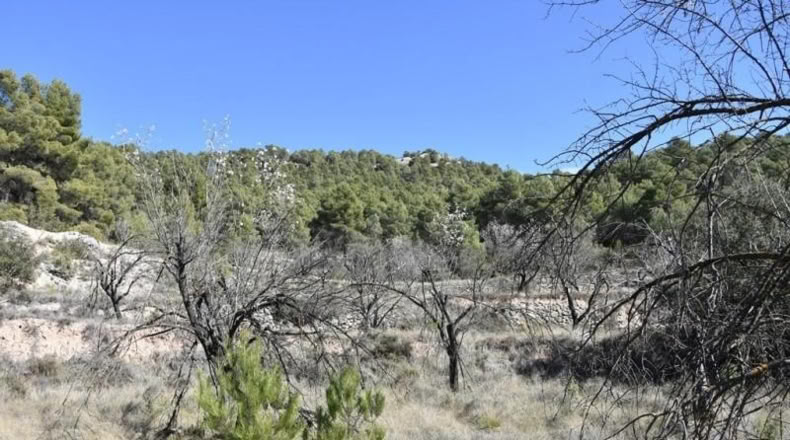 Teruel - Fuentespalda - 27505m2