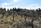 Detached villa with land for sale on España, Fuentespalda, ref: TR315770 photo