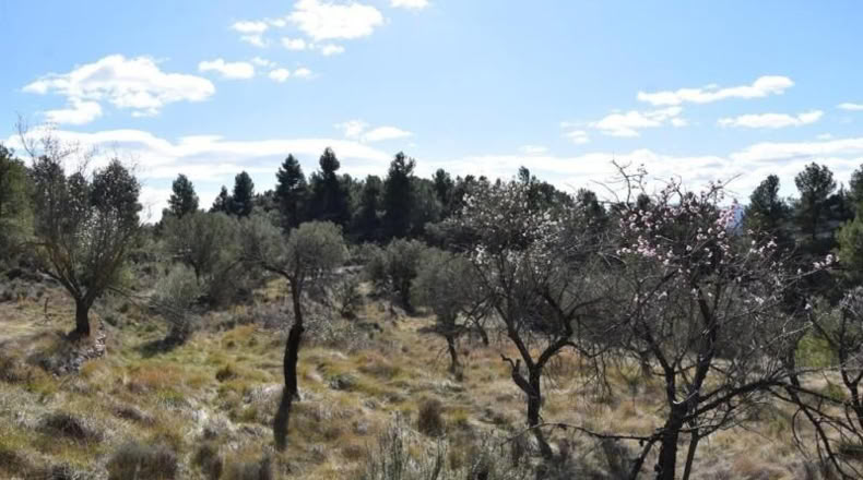 Teruel - Fuentespalda - 27505m2