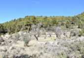 Detached villa with land for sale on España, Fuentespalda, ref: TR315770 photo