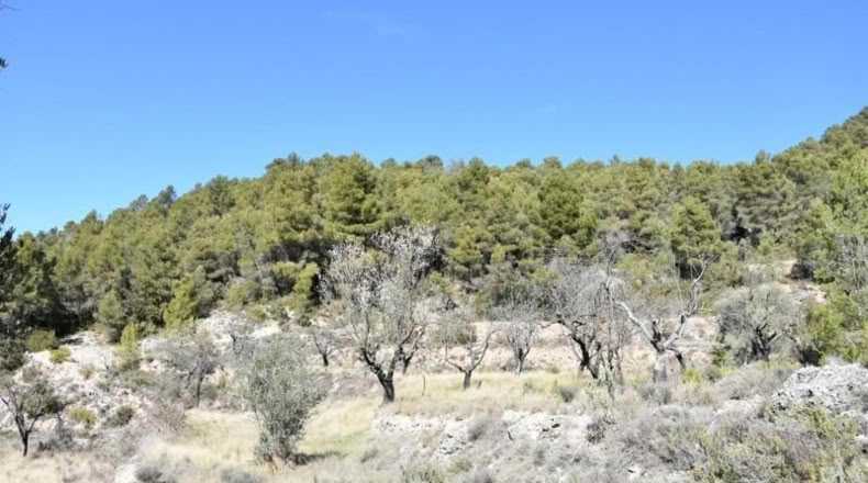 Teruel - Fuentespalda - 27505m2