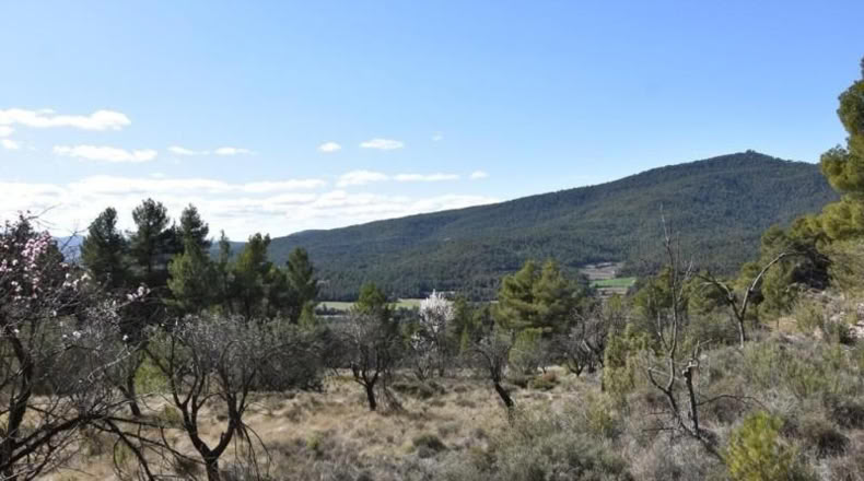 Teruel - Fuentespalda - 27505m2